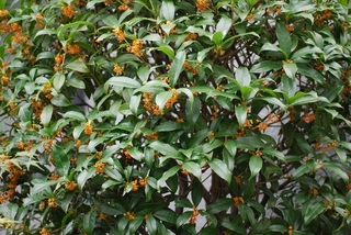 fragrant.jpg
